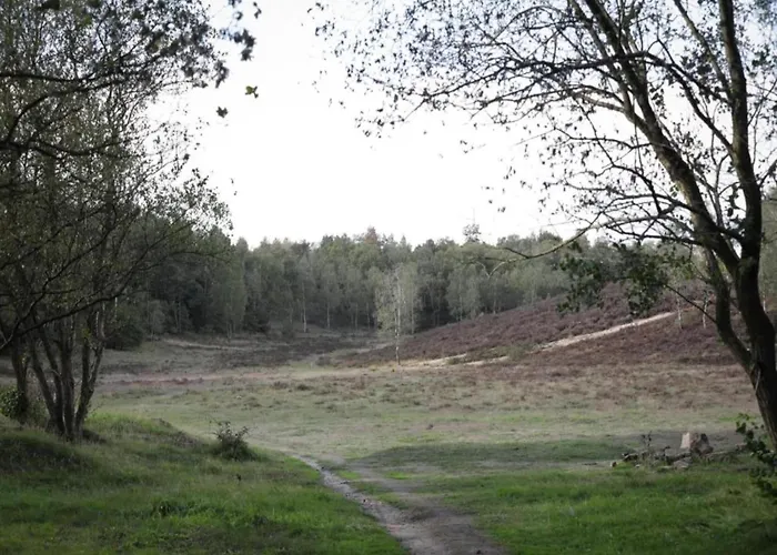 In Veluwe Near Speulderbos Forest Ermelo