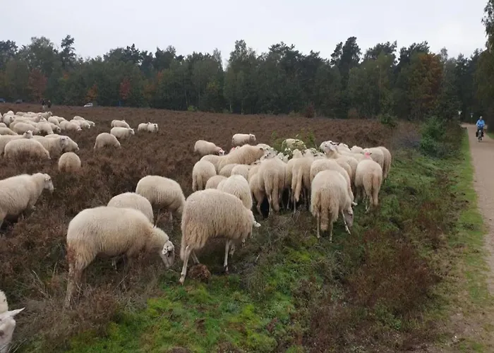 In Veluwe Near Speulderbos Forest * Ermelo