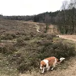 In Veluwe Near Speulderbos Forest Ermelo
