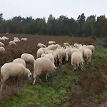 In Veluwe Near Speulderbos Forest * Ermelo