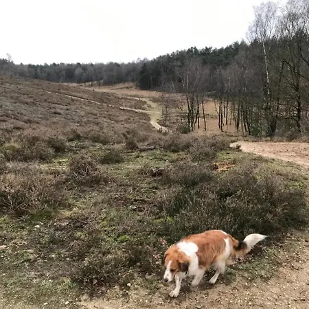 In Veluwe Near Speulderbos Forest Ermelo