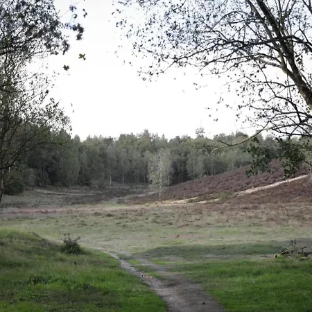 In Veluwe Near Speulderbos Forest Ermelo